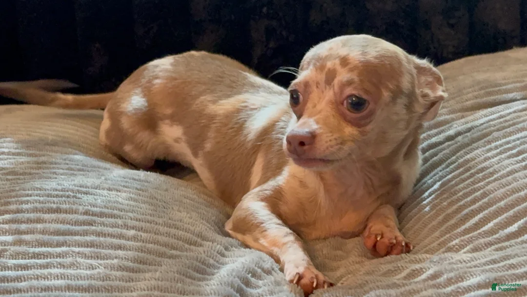 Chihuahua dogs for sale: Mr platinum - Ad 2