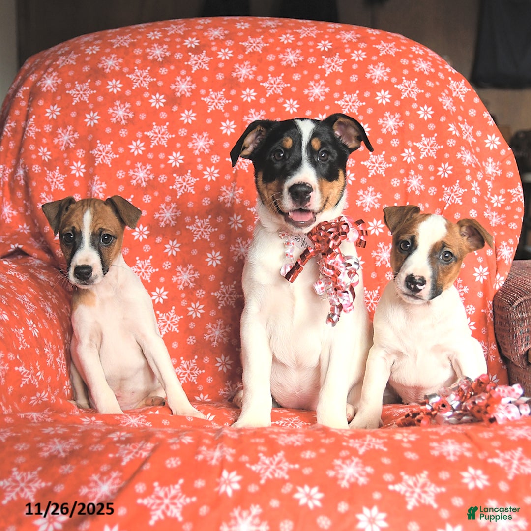 Jack Russell Terrier dogs for sale: Mrs Claus - Ad 6