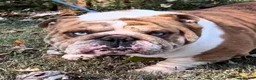 English Bulldog dogs for sale: Blue Fawn n tan (Merle) gen health tested CLEAR - Ad 7