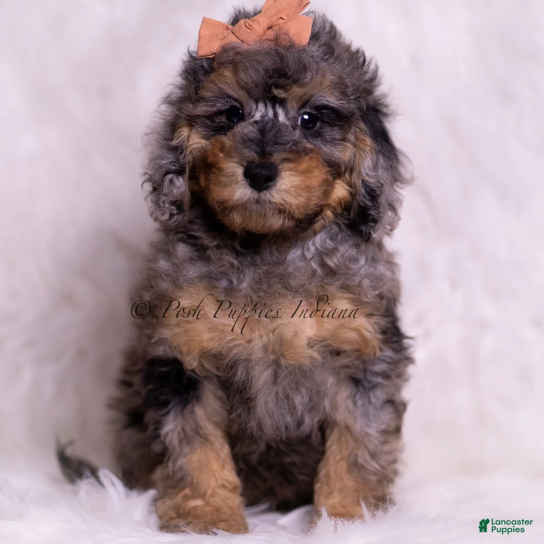 Toy Poodle dogs for sale: Verde - Ad 1