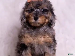 Toy Poodle dogs Verde - Ad 16
