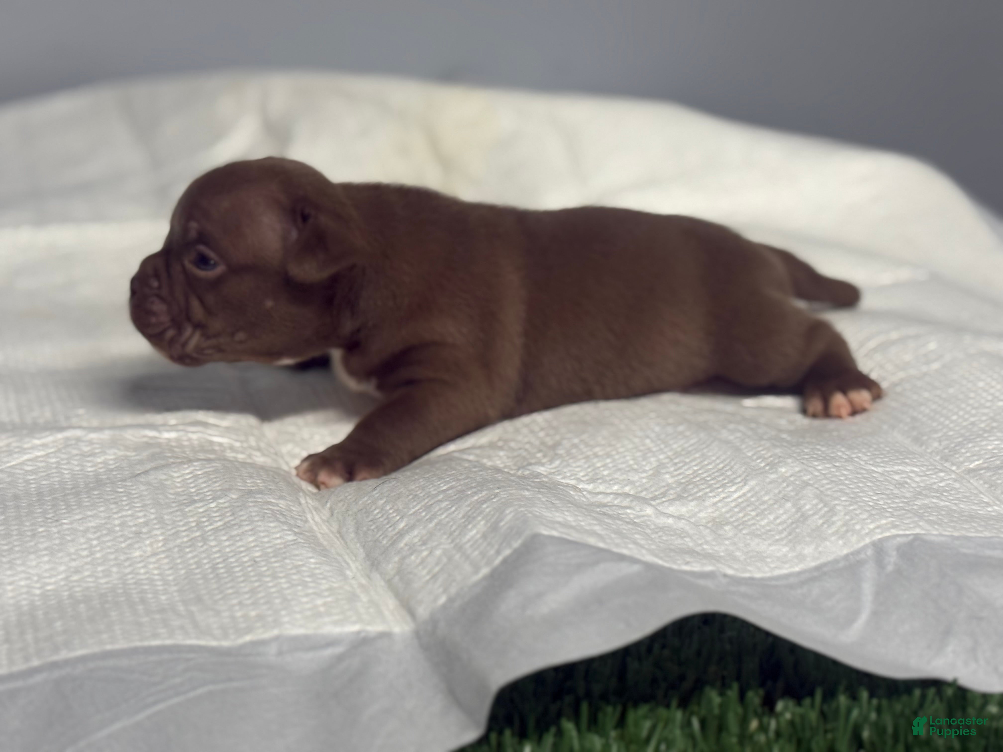 American Bully dogs for sale: American Bully 4 - Ad 13