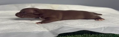 American Bully 4