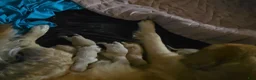 Golden Retriever dogs for sale: Golden Retriever Puppy 2 - Ad 2