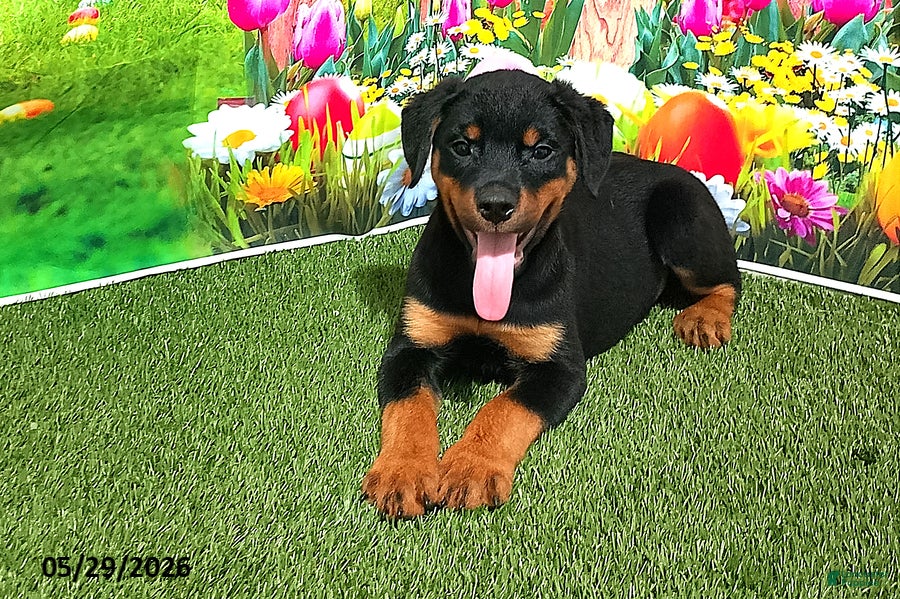 Rottweiler dogs April - Ad 2