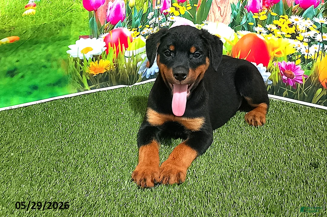 Rottweiler dogs for sale: April - Ad 2