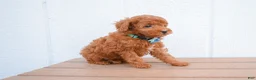 Miniature Poodle dogs for sale: Dakota 💕🐶 - Ad 4