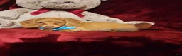 Miniature Dachshund dogs for sale: PEACHES - Ad 8