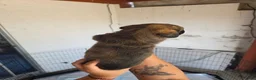 Mixed Breed dogs for sale: Storm - Ad 3