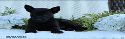 Belgian Malinois dogs for sale: Zeke - Ad 4
