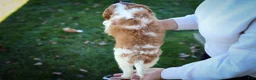 Cavalier King Charles Spaniel dogs for sale: Patches💙 - Ad 16