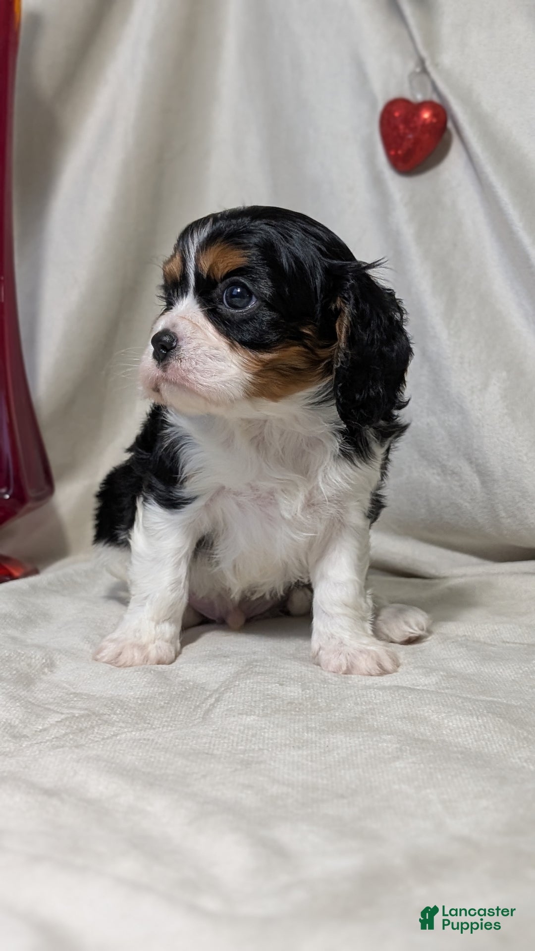 Cavalier King Charles Spaniel dogs for sale: Roscoe  - Ad 8