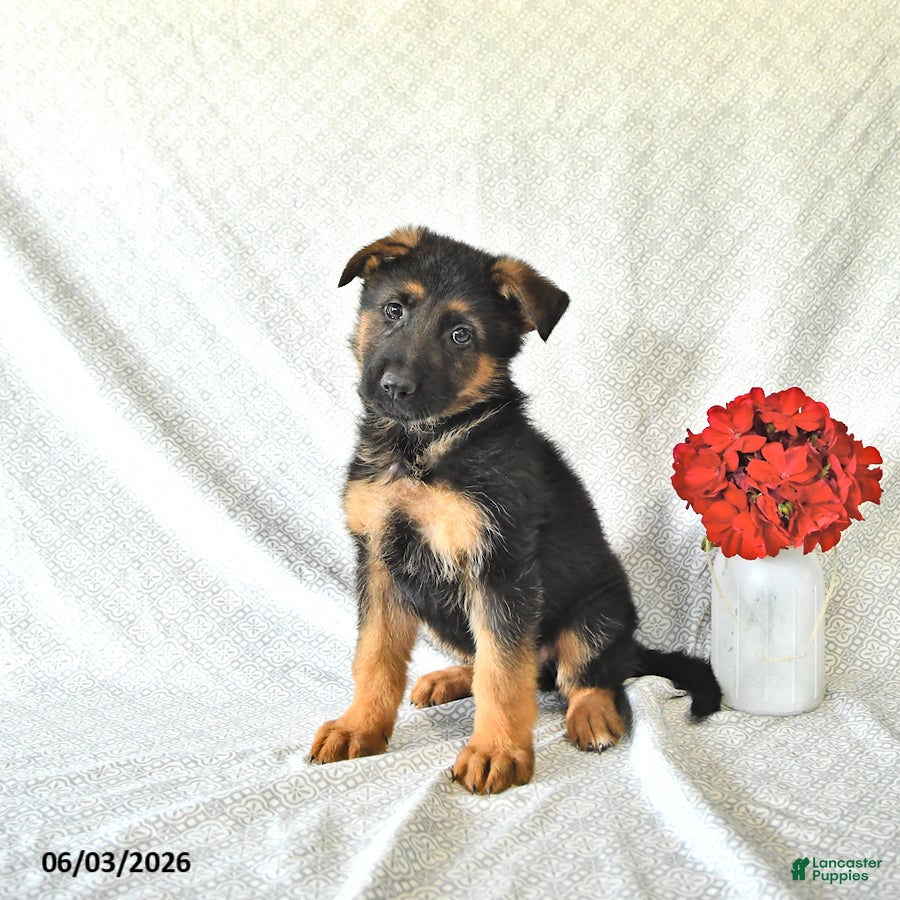 German Shepherd dogs Buddy - Ad 1