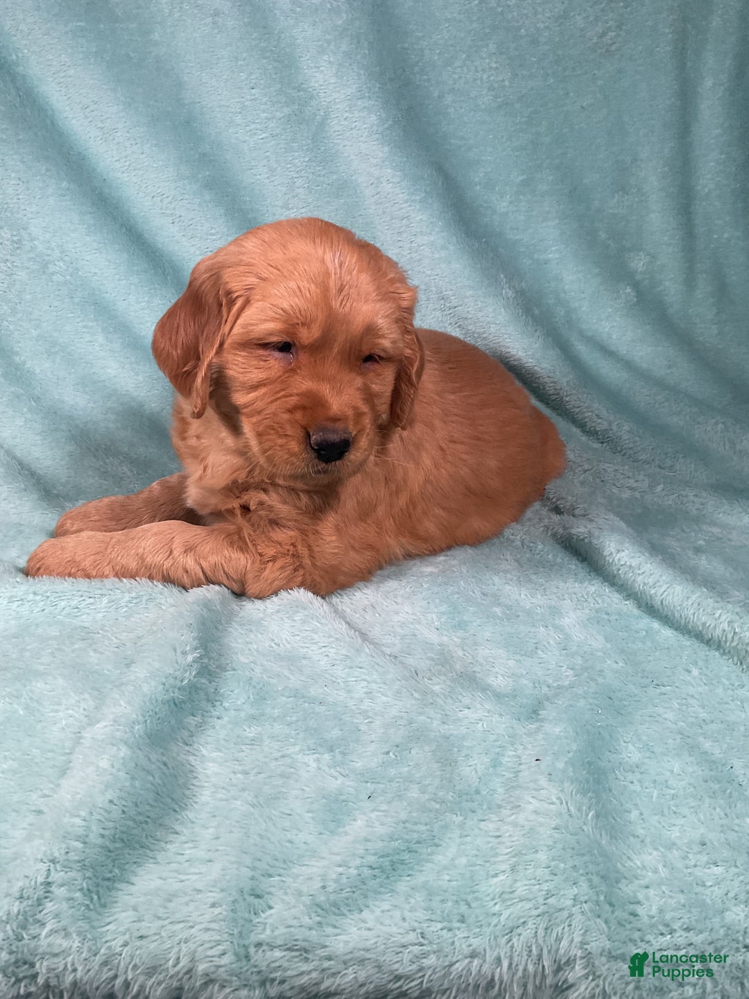 Golden Retriever dogs for sale: Lacey  - Ad 6