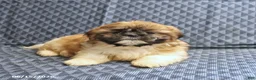 Shih Tzu dogs for sale: Chief - Ad 2