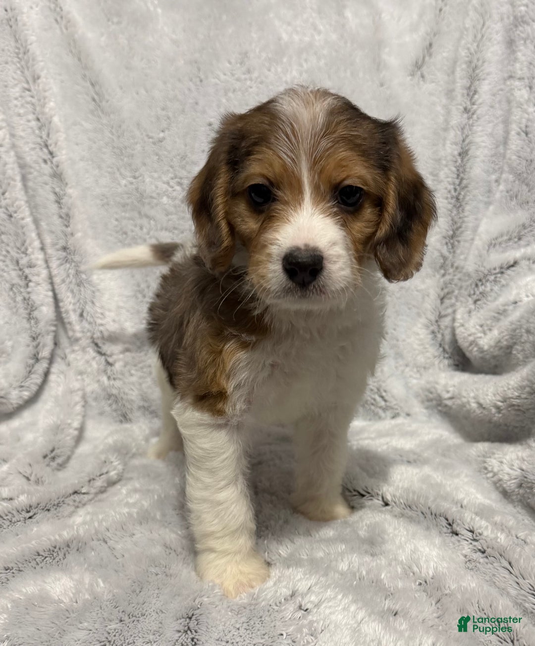 Mixed Breed dogs for sale: Cash - Ad 5