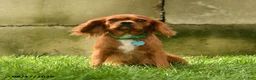 Cavalier King Charles Spaniel dogs for sale: Chester - Ad 6