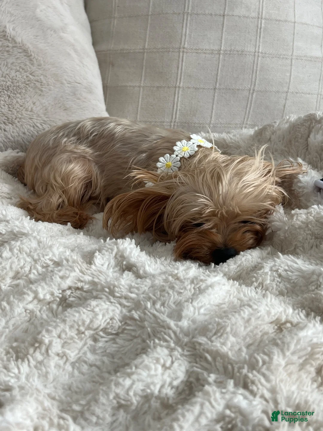 Yorkshire Terrier dogs for sale: Yorkshire Teacup - Ad 8