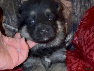 German Shepherd dogs SWAYZE - Ad 38