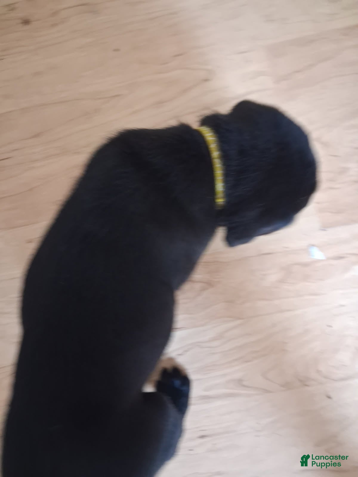 Labrador Retriever dogs Yellow collar big male - Ad 2