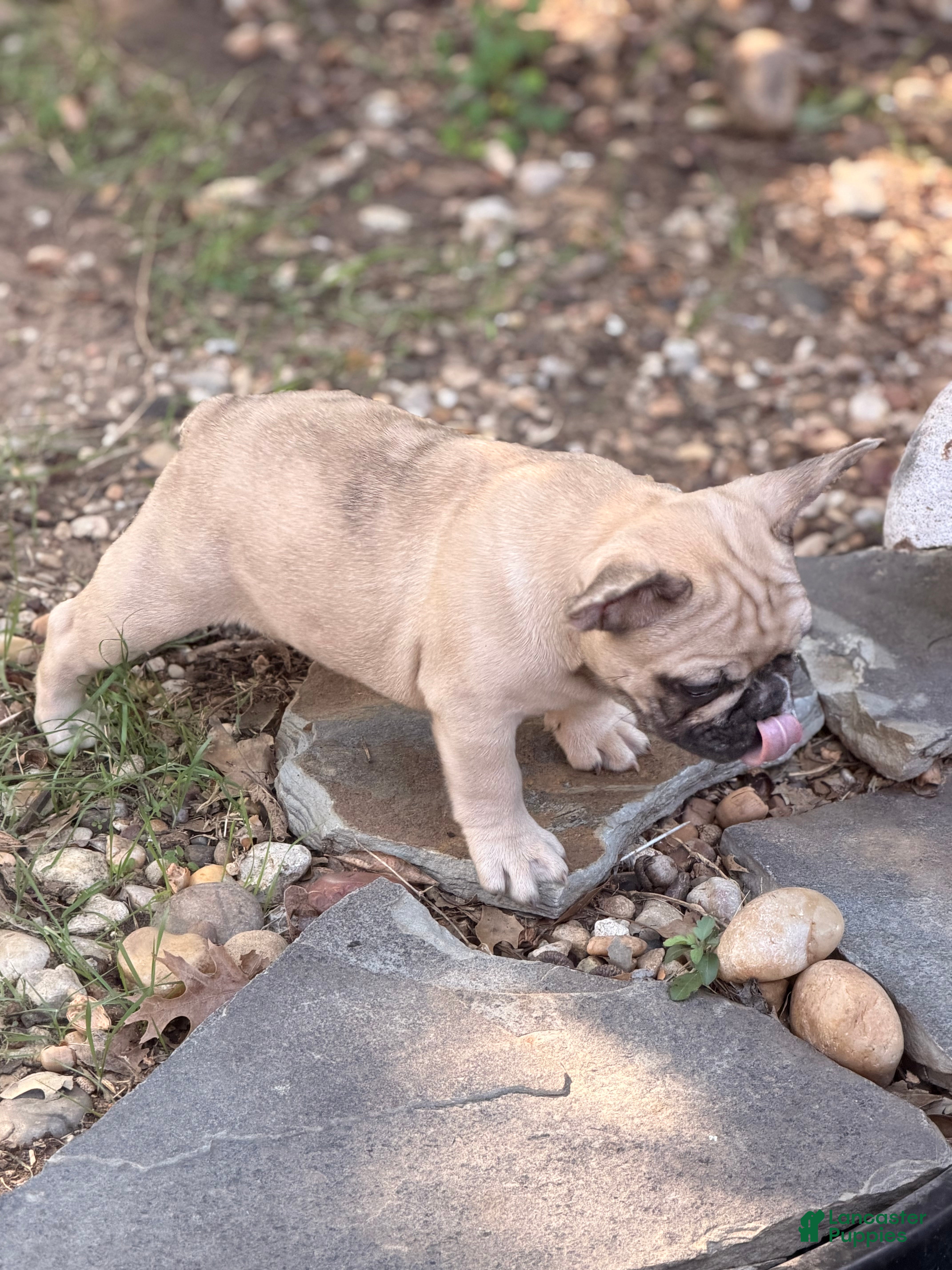 French Bulldog dogs for sale: Nova - Ad 2