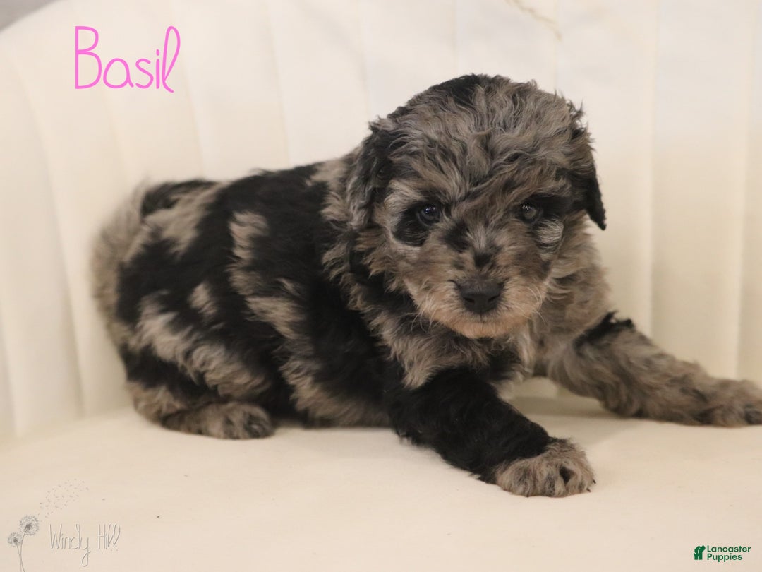 Mini Aussiedoodle dogs for sale: Basil - Ad 2