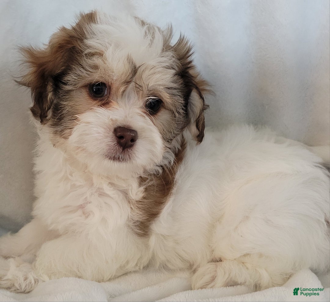 Gallery Image {{count}}