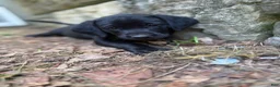 Labrador Retriever dogs for sale: Black female 2  - Ad 2