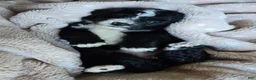 Mini Bernedoodle dogs for sale: Mini Wanda - Ad 12