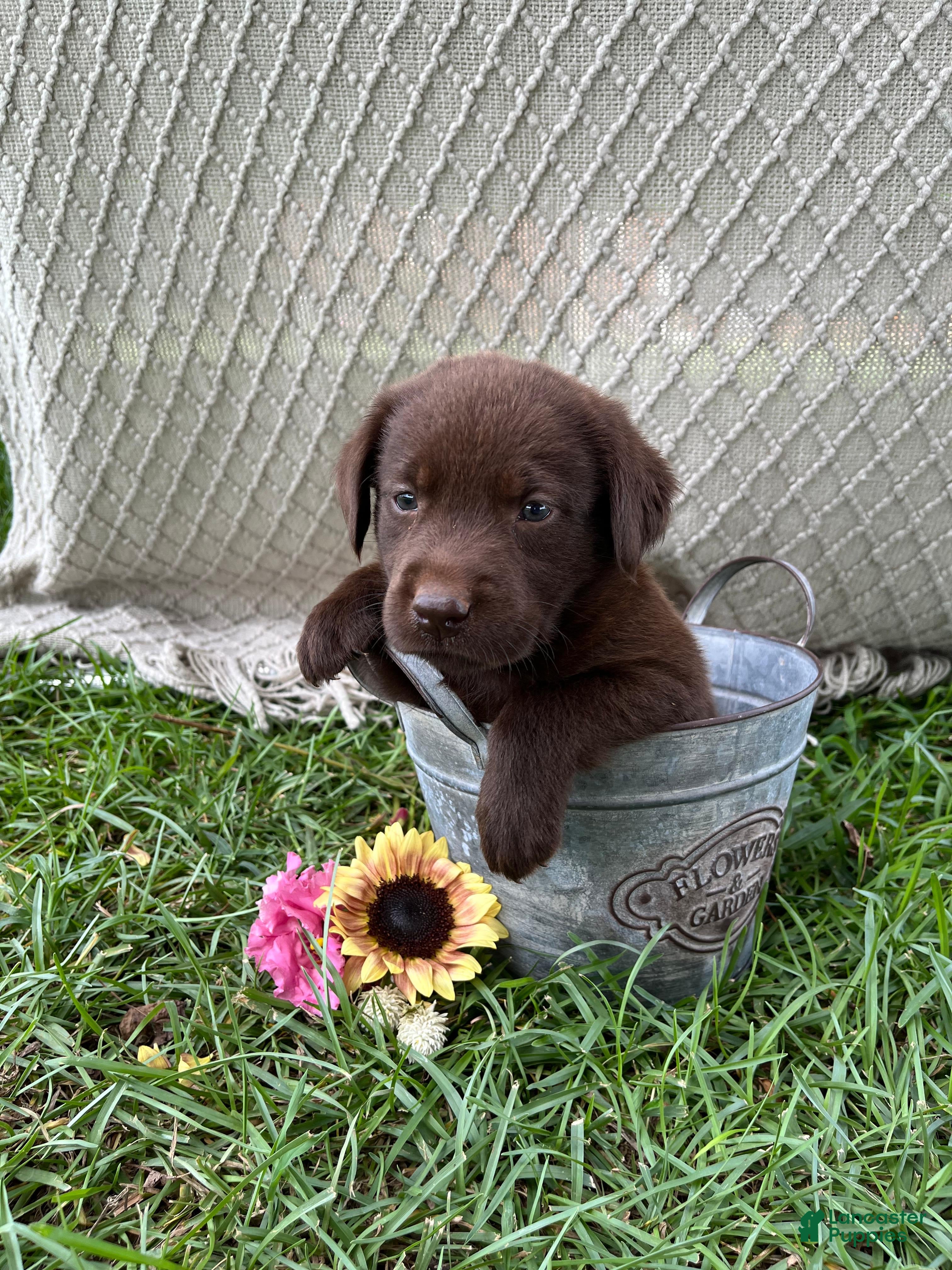 Labrador Retriever dogs Labrador Retriever 1 - Ad 38