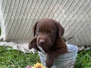 Labrador Retriever dogs Labrador Retriever 1 - Ad 17