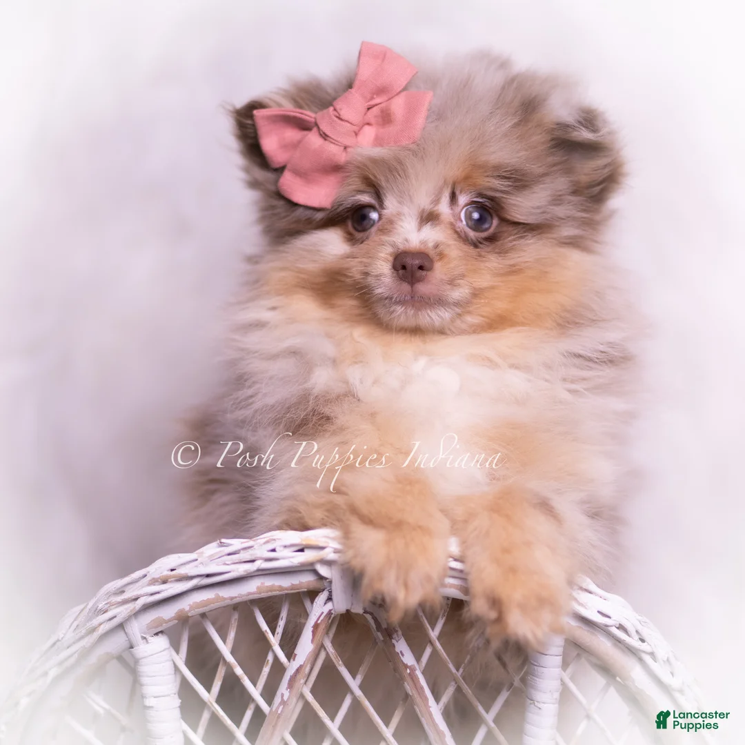 Pomeranian dogs for sale: Violet - Ad 5