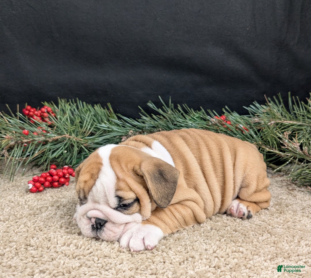 English Bulldog dogs for sale: Fudge  - Ad 7