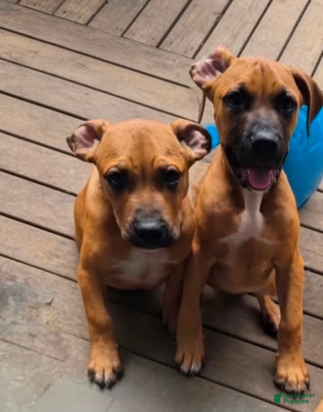 Cane Corso dogs for sale: Alonso & Rocco  - Ad 1