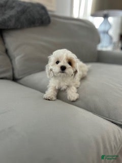 Maltipoo dogs Missy - Ad 1