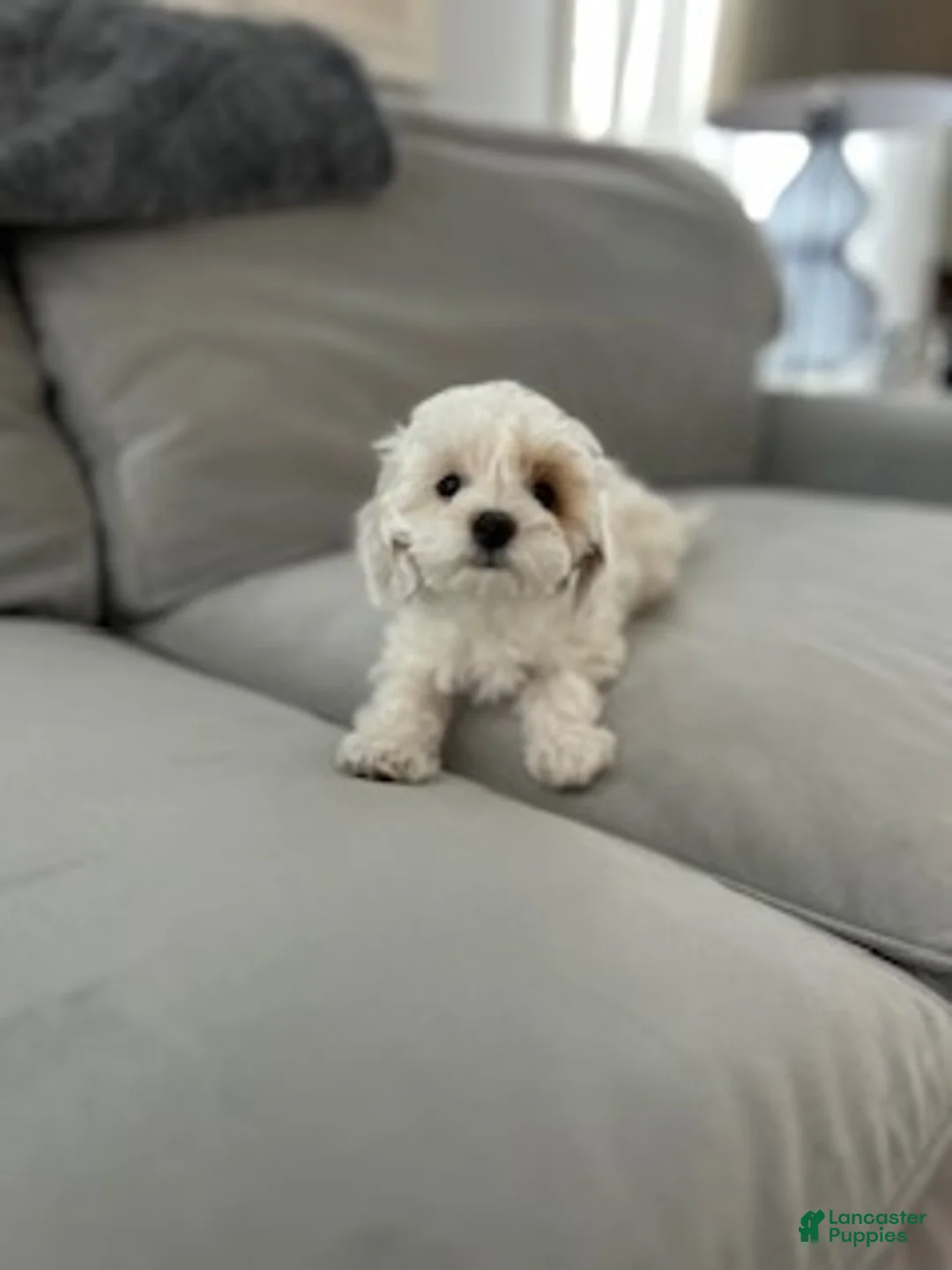 Maltipoo dogs for sale: Missy - Ad 1