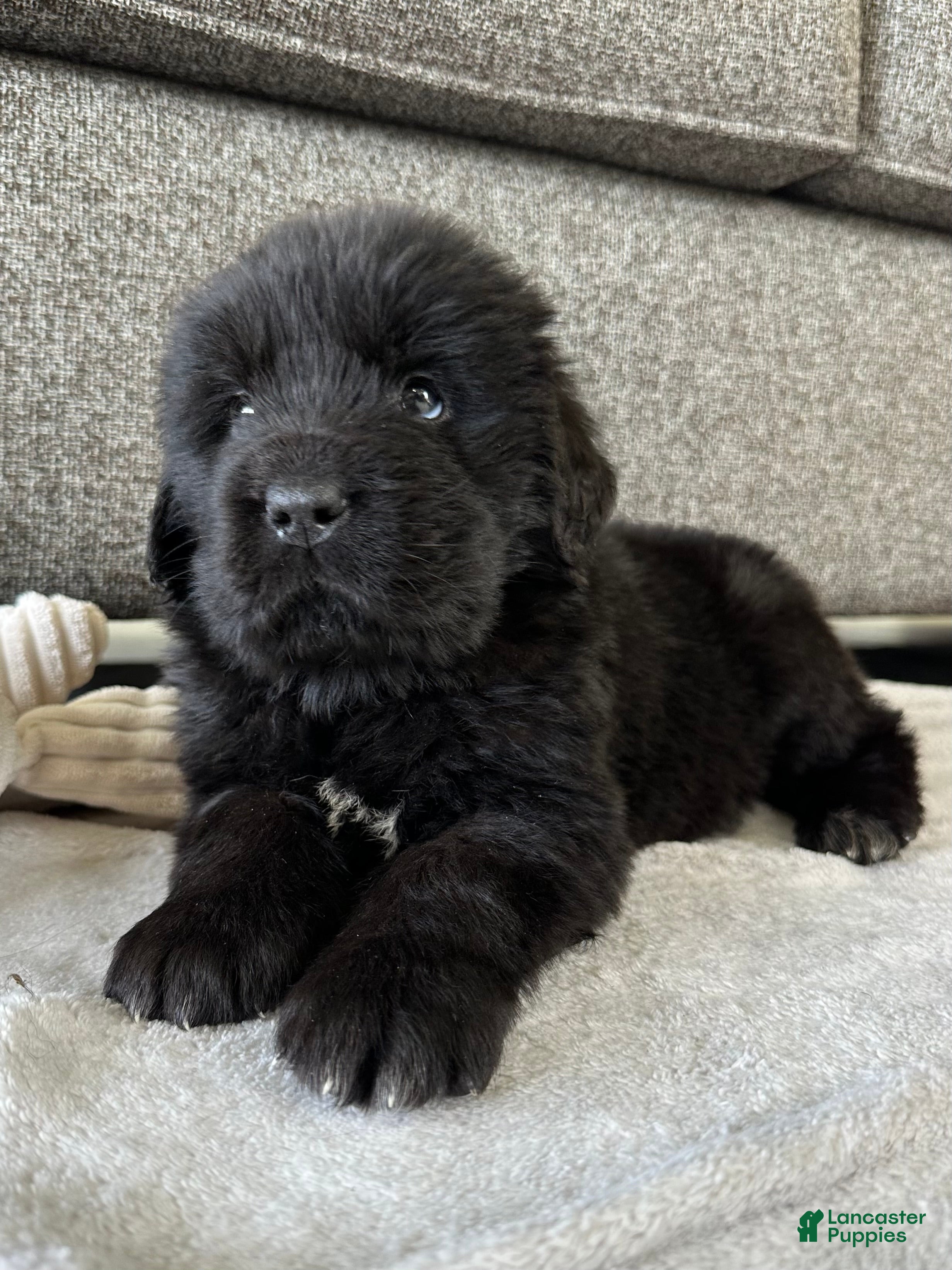 Newfoundland dogs for sale: “ Ella” OFA, CH, AKC  - Ad 2