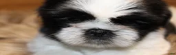 Shih Tzu dogs for sale: Sheba - Ad 6