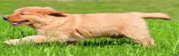 Golden Retriever dogs for sale: Axel - Ad 4
