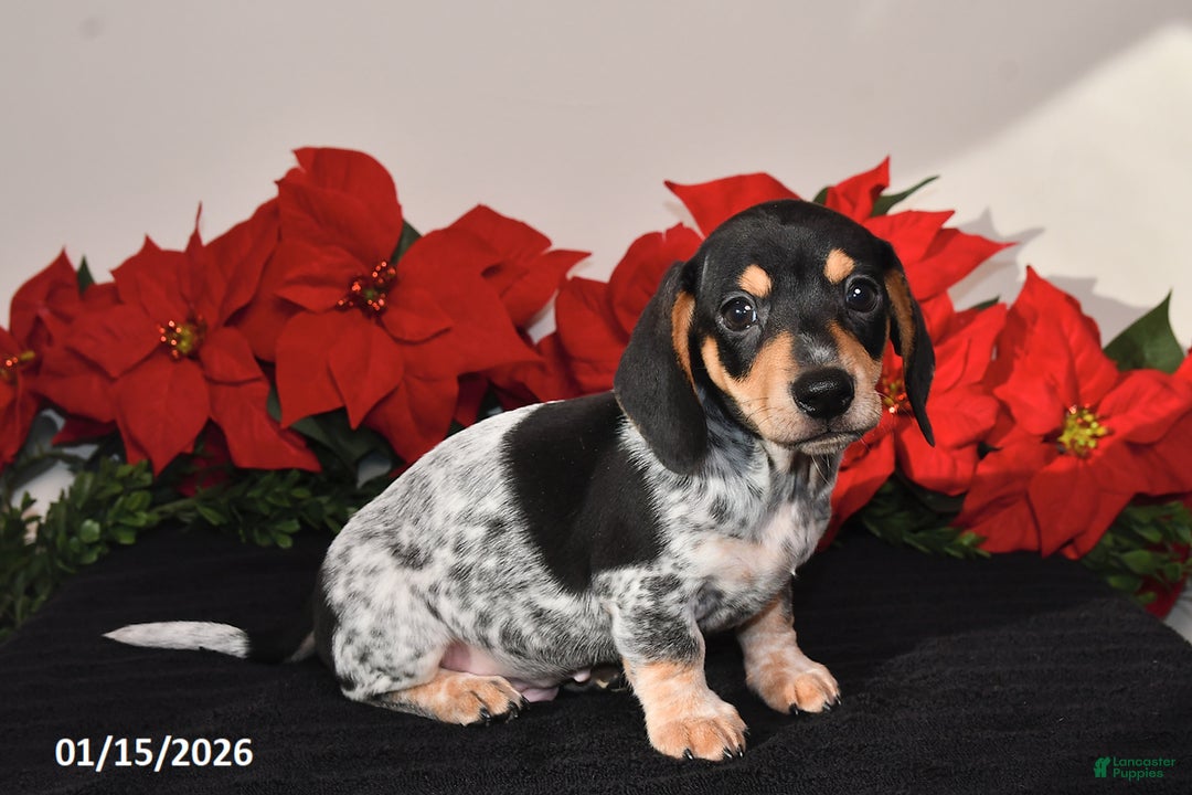 Miniature Dachshund dogs for sale: Ranger - Ad 2