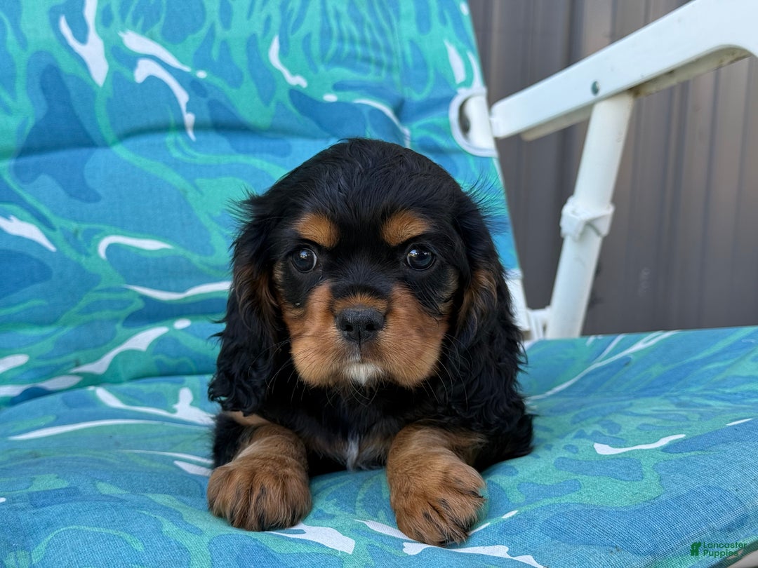 Puppy Cavalier Dog King Charles Breed Spaniel Dog Breed Buy