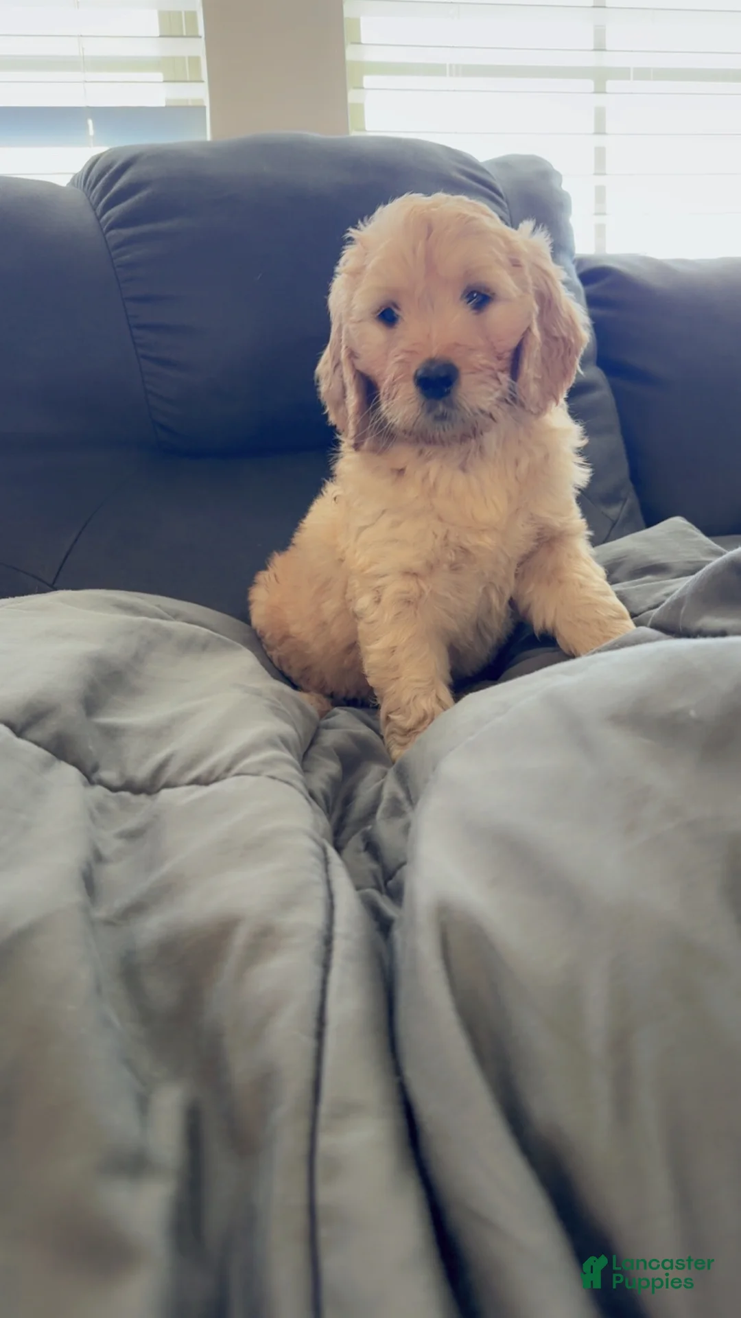 Goldendoodle dogs for sale: Goldendoodle Baby Boy Green - Ad 2