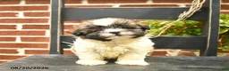 Malshi dogs for sale: Coco  - Ad 3