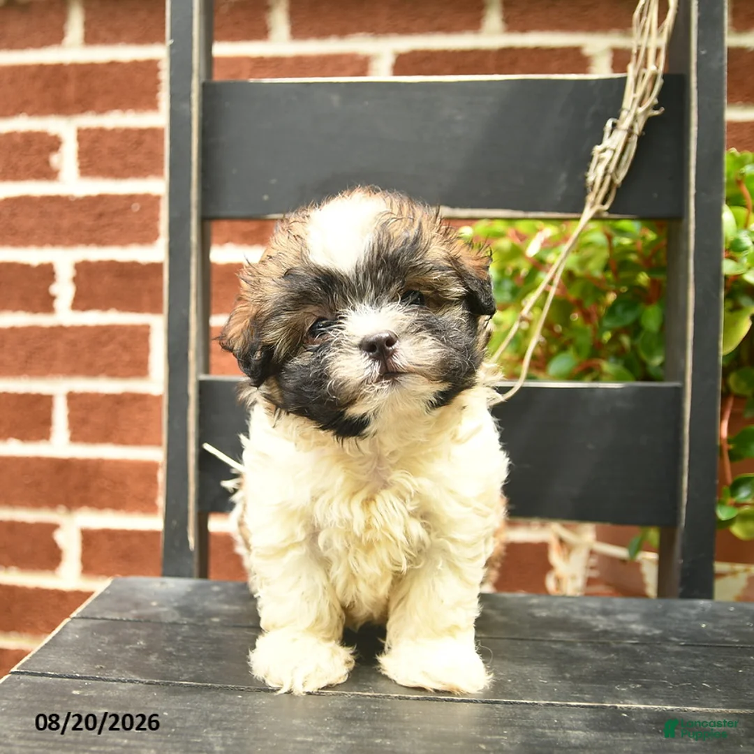 Malshi dogs for sale: Coco  - Ad 3