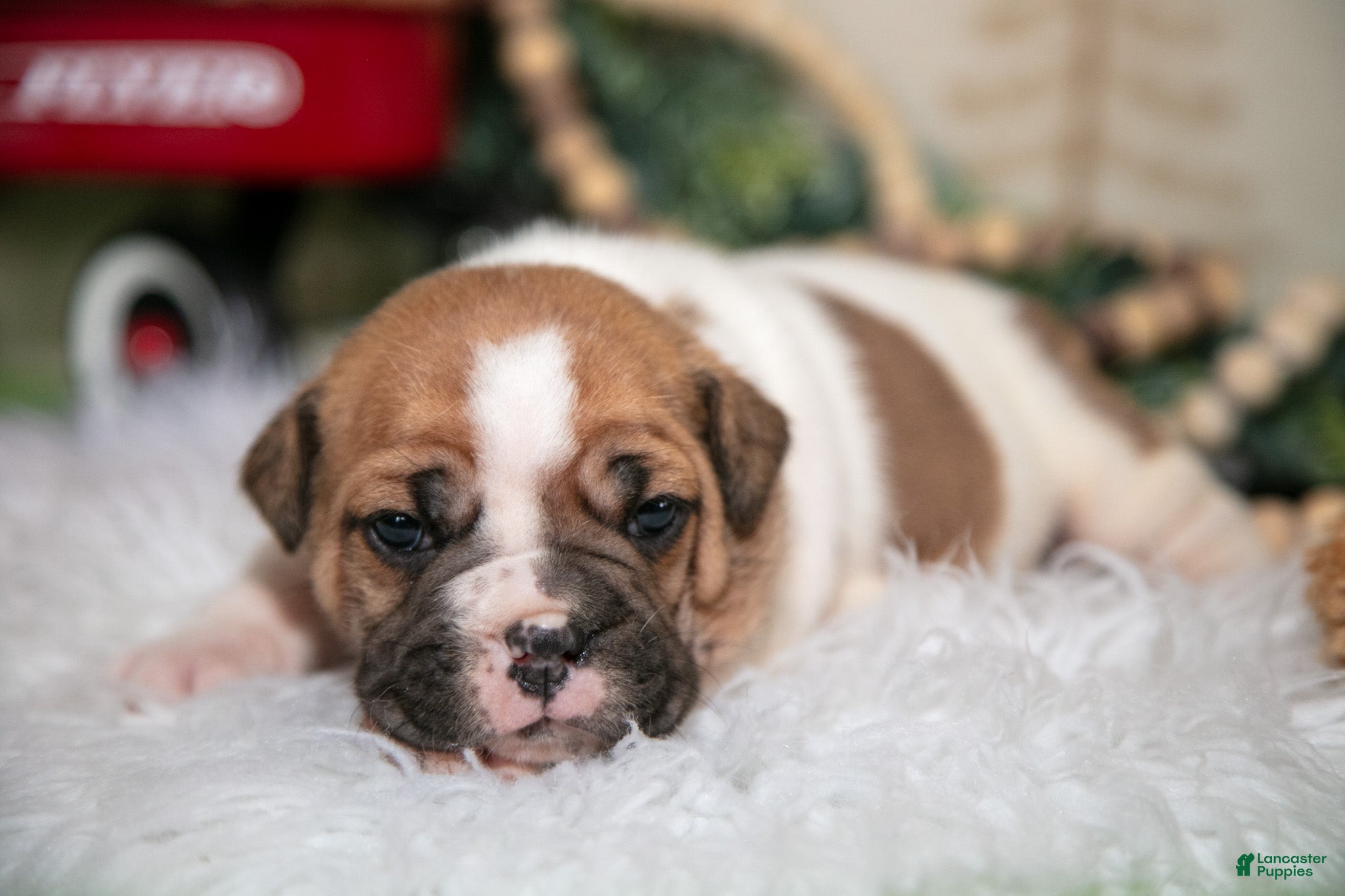 Mixed Breed dogs Coco - Ad 2