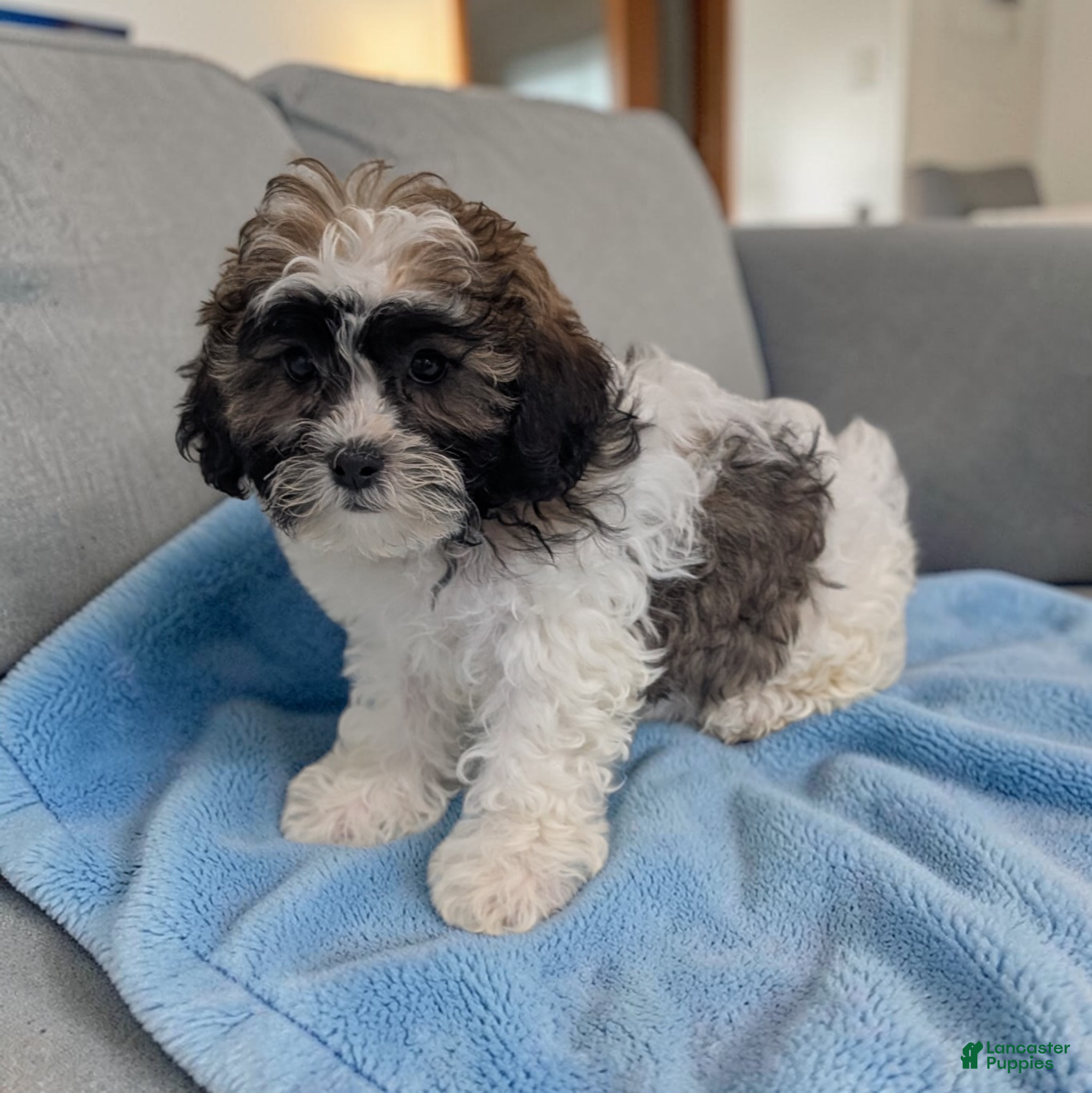 Shihpoo dogs Rocky - Ad 2