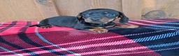 Dachshund dogs for sale: MADDIE - Ad 4