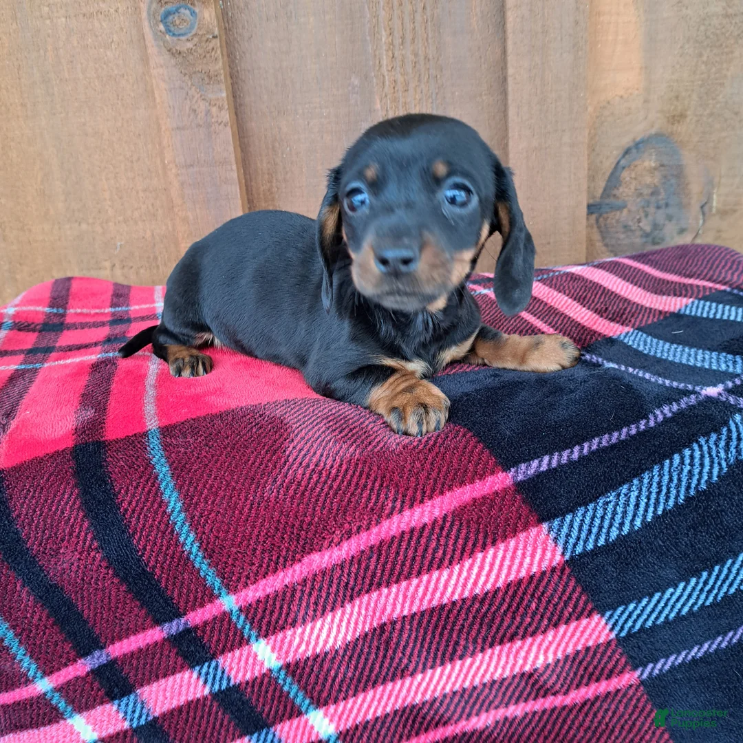 Dachshund dogs for sale: MADDIE - Ad 4