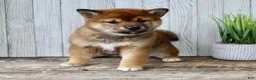 Shiba Inu dogs for sale: Loki - Ad 6
