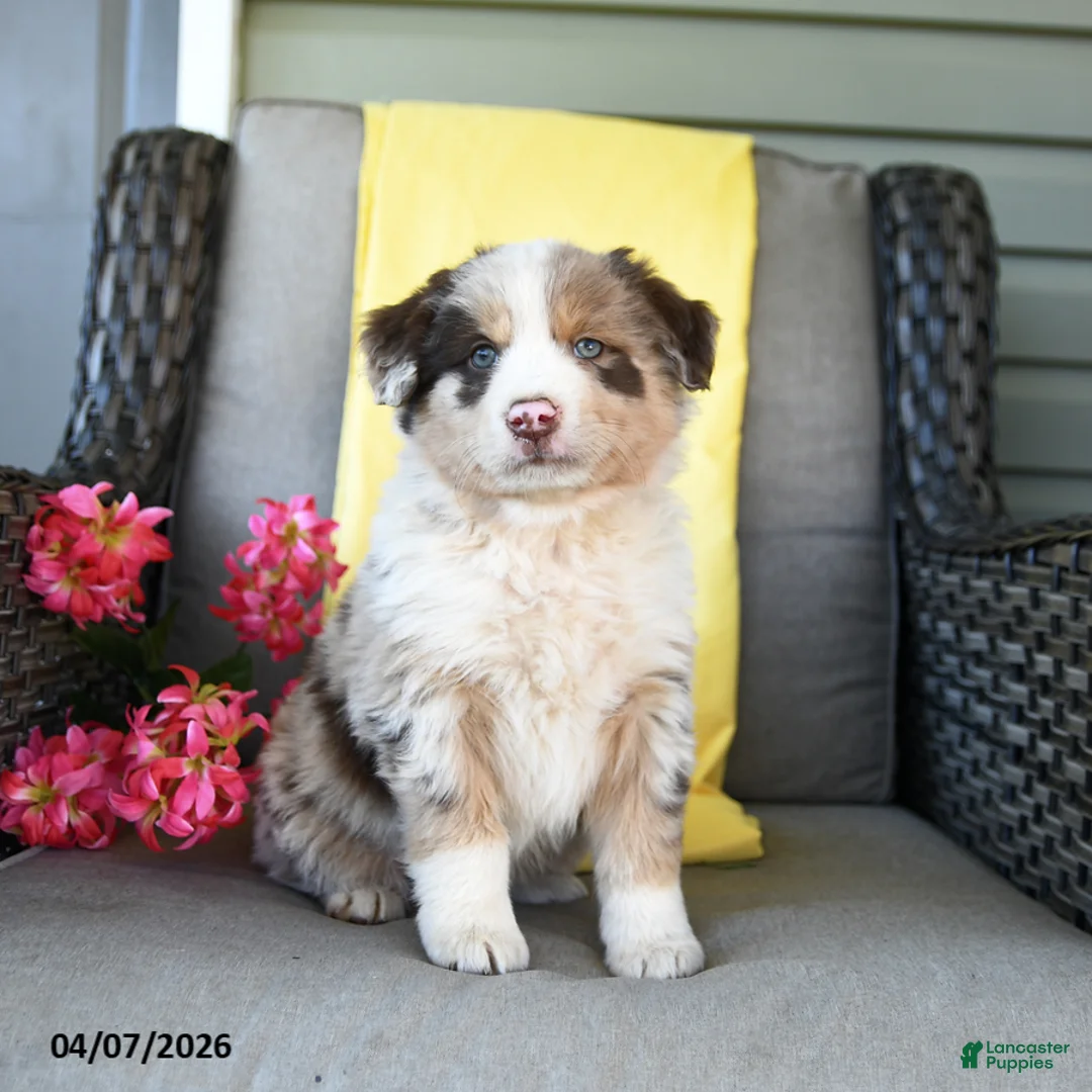 Australian Shepherd dogs for sale: Roscoe - Ad 1
